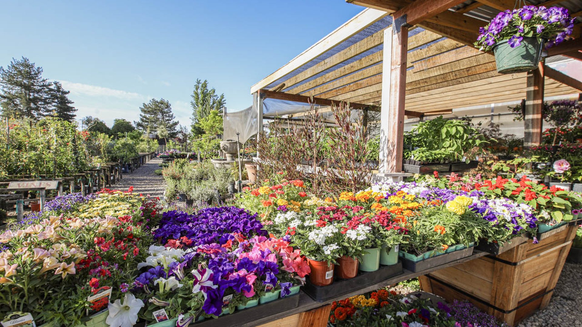 Benches of bedding flowers under shade cloth at Hollandutch Nursery in Lodi