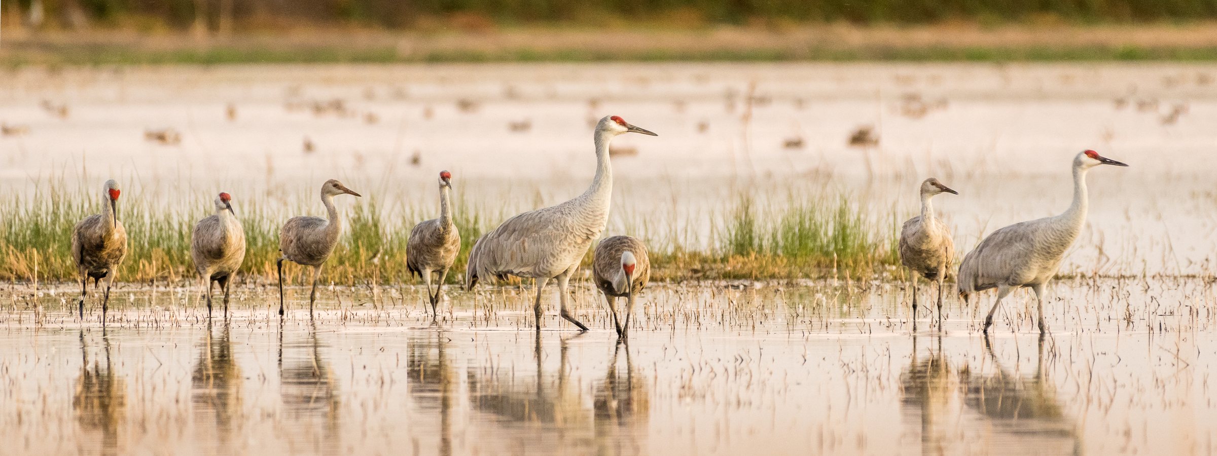 Lesser and greater sandhill cranes wading in a flooded field at Woodbridge Ecological Reserve near Lodi