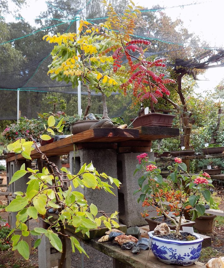 Al's Bonsai