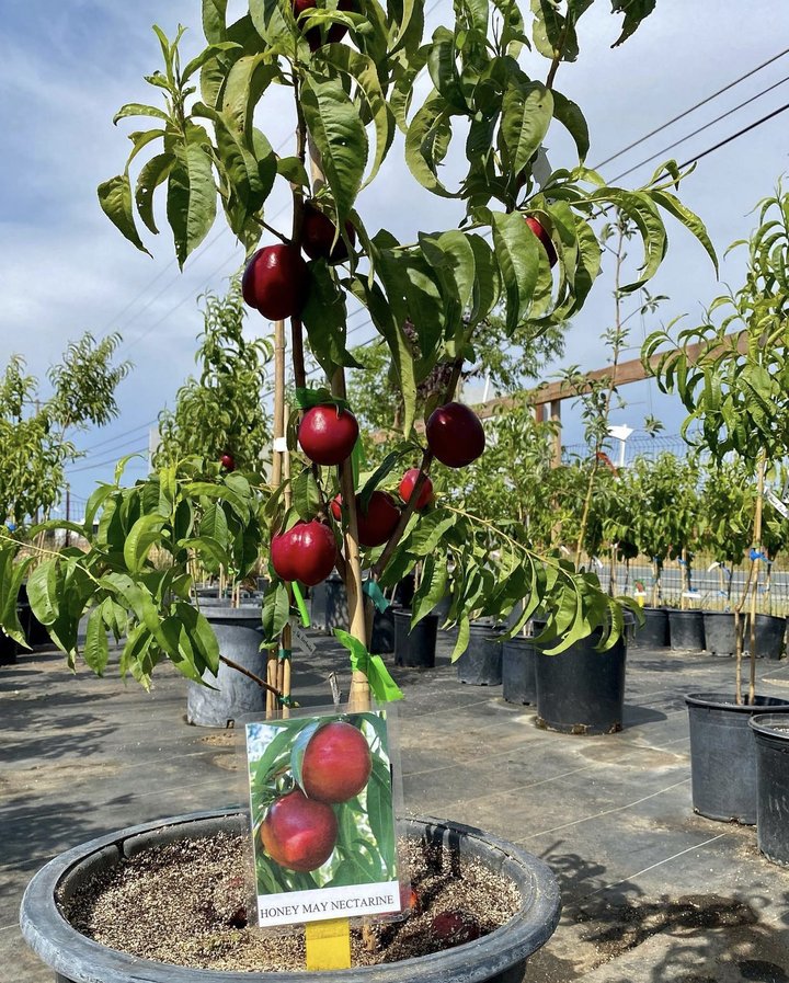 Big Tree Fruit Nursery