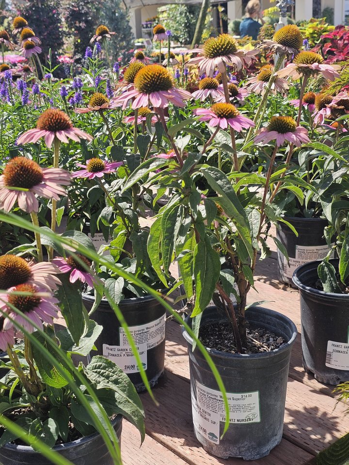 Frantz Garden Center