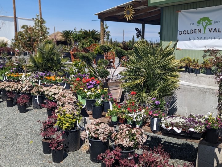 Golden Valley Nurseries