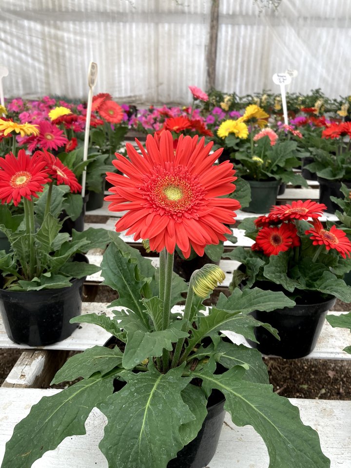 Gribaudo Farms Nursery