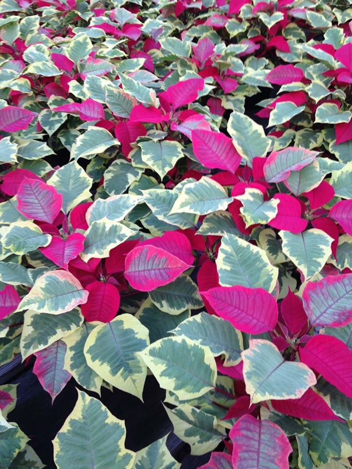Hollandale Nursery