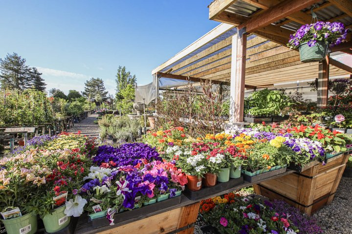 Hollandutch Nursery