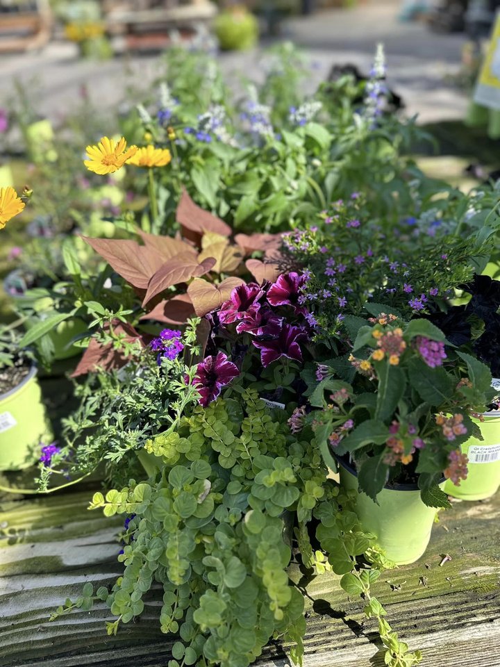Park Greenhouse Garden Center