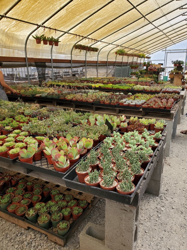 Star Succulent Nursery