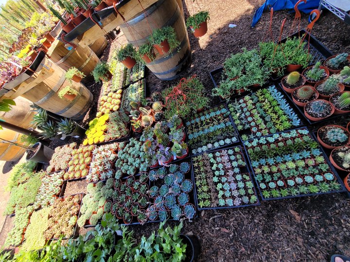 Sunset Nursery