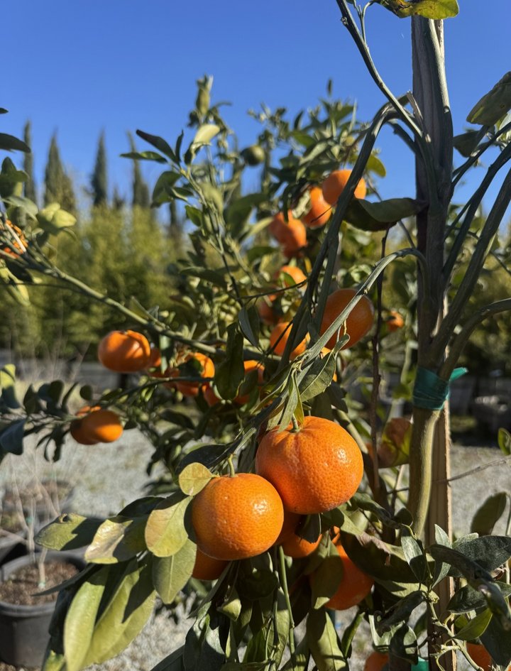 Superior Nursery