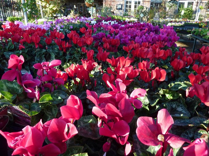 Westurf Nursery