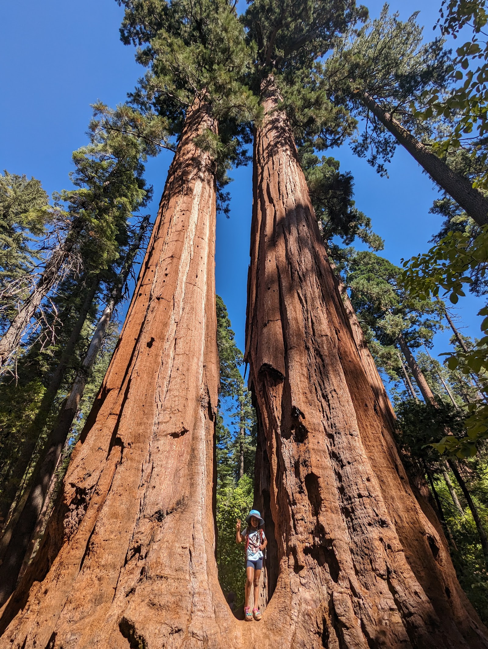 Big Trees Sequoias